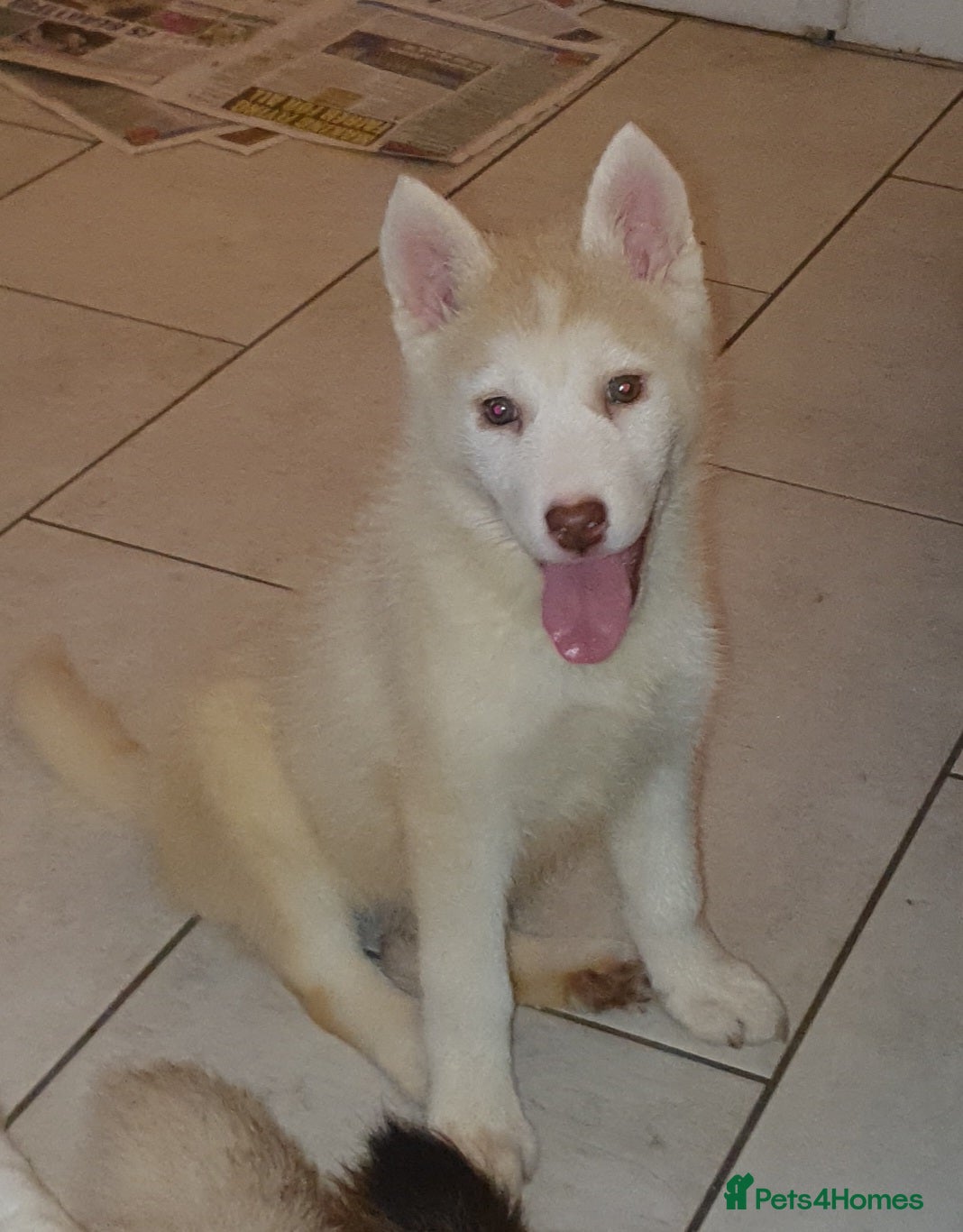 Siberian Husky dogs  KC REGISTERED PUPS:  5* on pets4homes - Advert 9