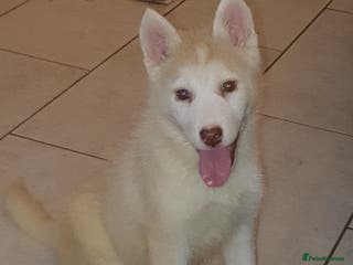 Siberian Husky dogs KC REGISTERED PUPS: 5* on pets4homes - Advert 13