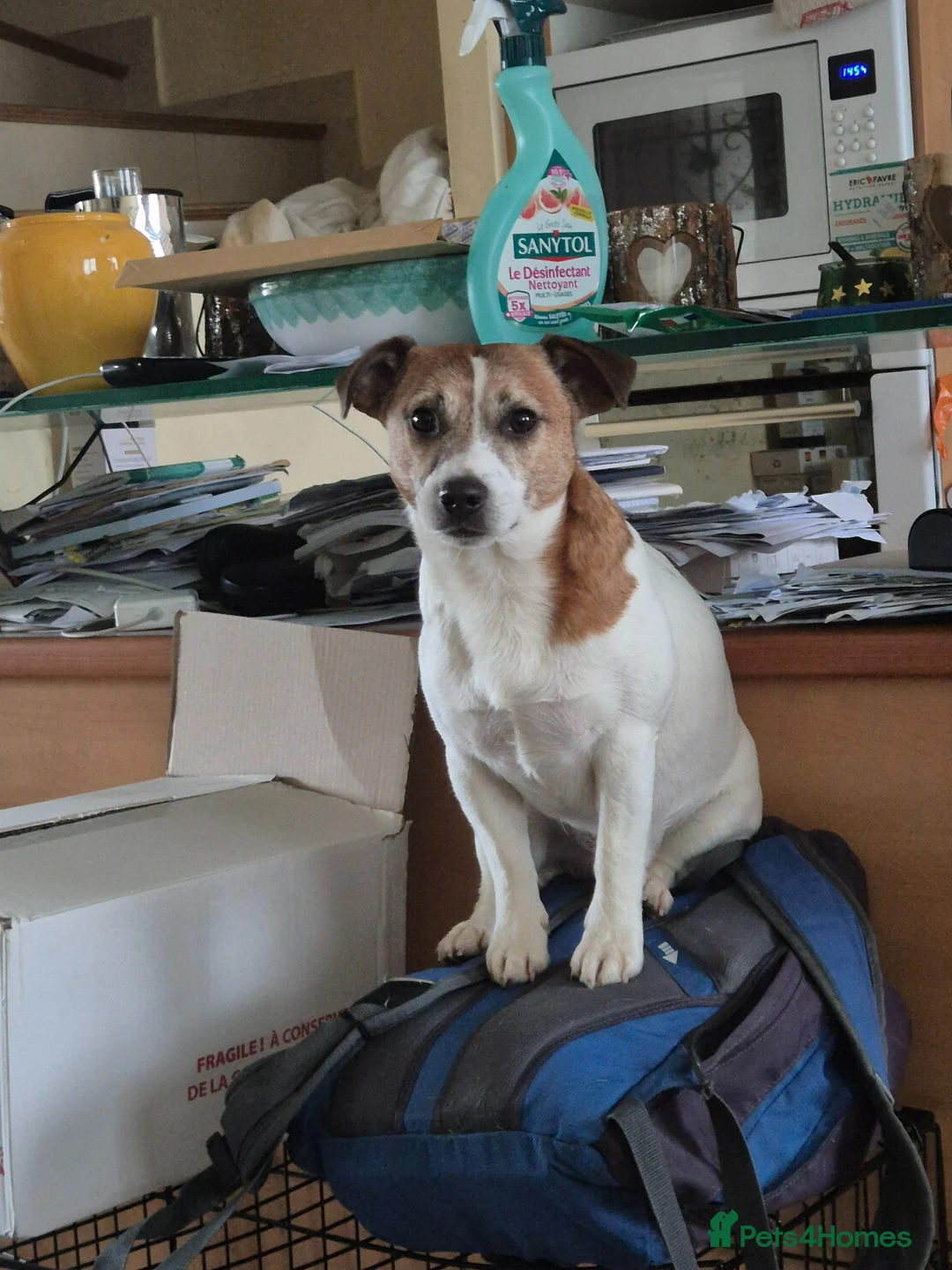 Jack Russell dogs for sale: KC Registered Smooth Jack Russell Terriers in Bordon - Advert 9