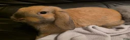Mini Lop rabbits for sale: Mini lop x mini lion lop babies available now - Advert 14