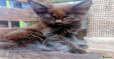 Maine Coon cats - Advert 4