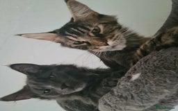 Maine Coon cats for sale: Kittens x 3 Female maine coon stunning girlies - Image 3