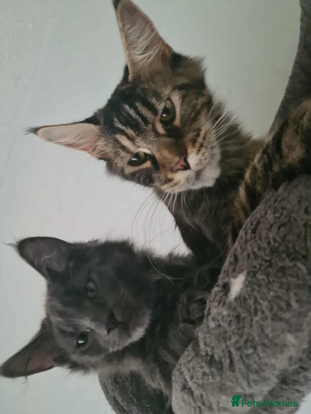Maine Coon cats for sale: Kittens x 3 Female maine coon stunning girlies - Image 3