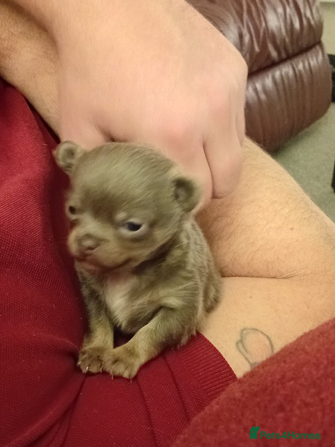 Chihuahua dogs for sale: Lilac and tan chihuahua boy ( ** ) - Advert 3