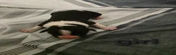Mixed Breed dogs for sale: Cocker spaniel cross border collie - Advert 16