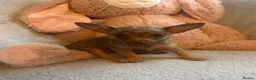 Chihuahua dogs for sale: Chihuahuas  - Advert 26