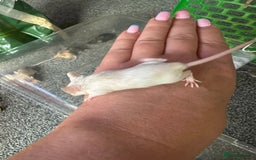 Mouse rodents for sale: Mixed fancy mice  - Image 7