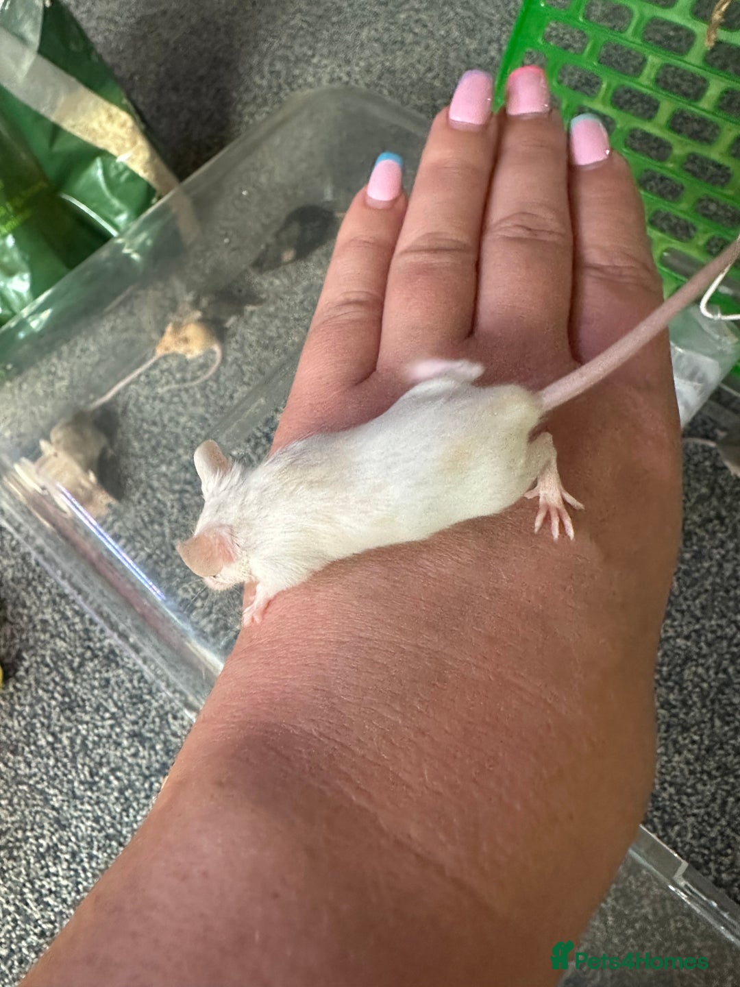 Mouse rodents for sale: Mixed fancy mice  - Image 7