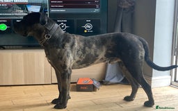 Mixed Breed dogs for sale: Cane corso x  - Advert 3