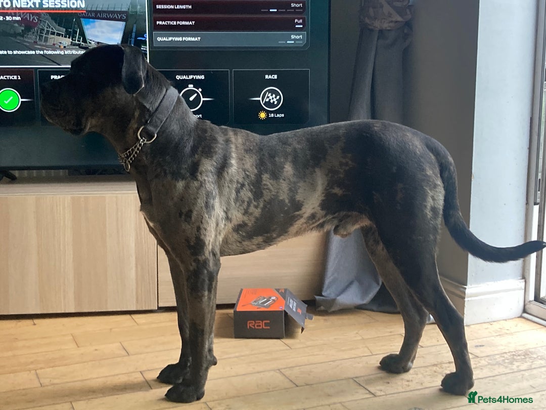 Mixed Breed dogs for sale: Cane corso x  - Advert 3