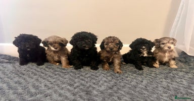 Cockapoo dogs 🐶6 F1 Cockerpoo Pups – Merles & Black/White 🐶 - Advert 7
