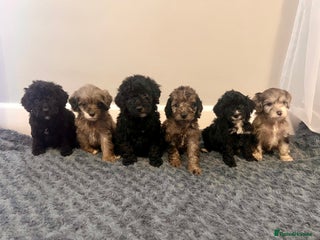 Cockapoo dogs 🐶6 F1 Cockerpoo Pups – Merles & Black/White 🐶 - Advert 11