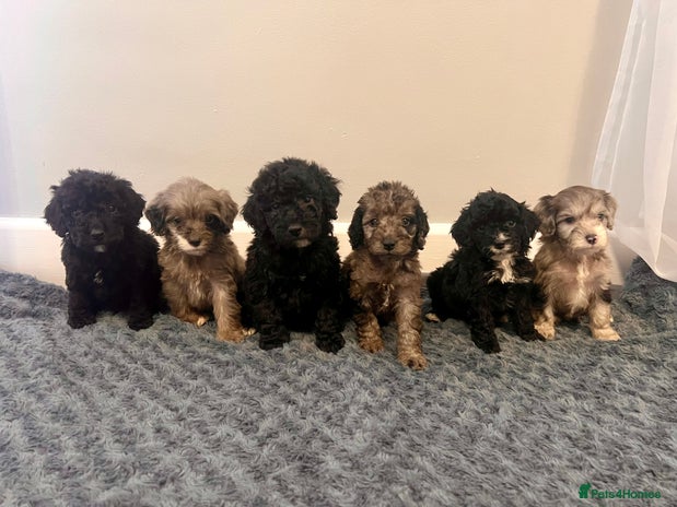 Cockapoo dogs 🐶6 F1 Cockerpoo Pups – Merles & Black/White 🐶 - Advert 2