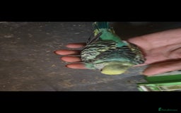 Budgerigars birds for sale: Tame baby budgies  - Image 2