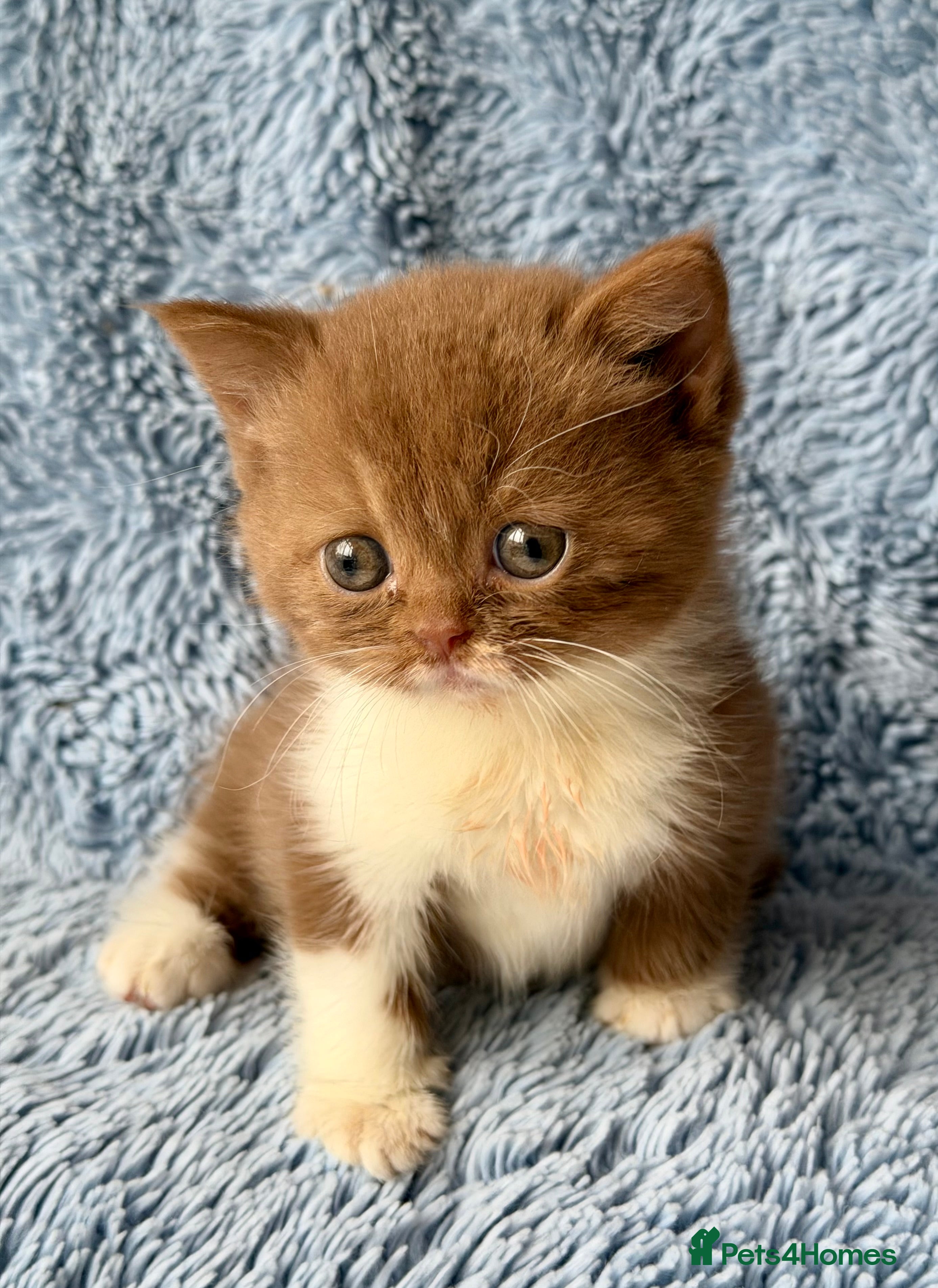 British Longhair cats for sale: Beautiful Cinnamon girls TICA registered  - Advert 4