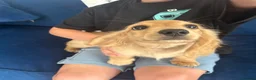 Miniature Dachshund dogs for sale: Pure Cream female mini dachshund  - Advert 12