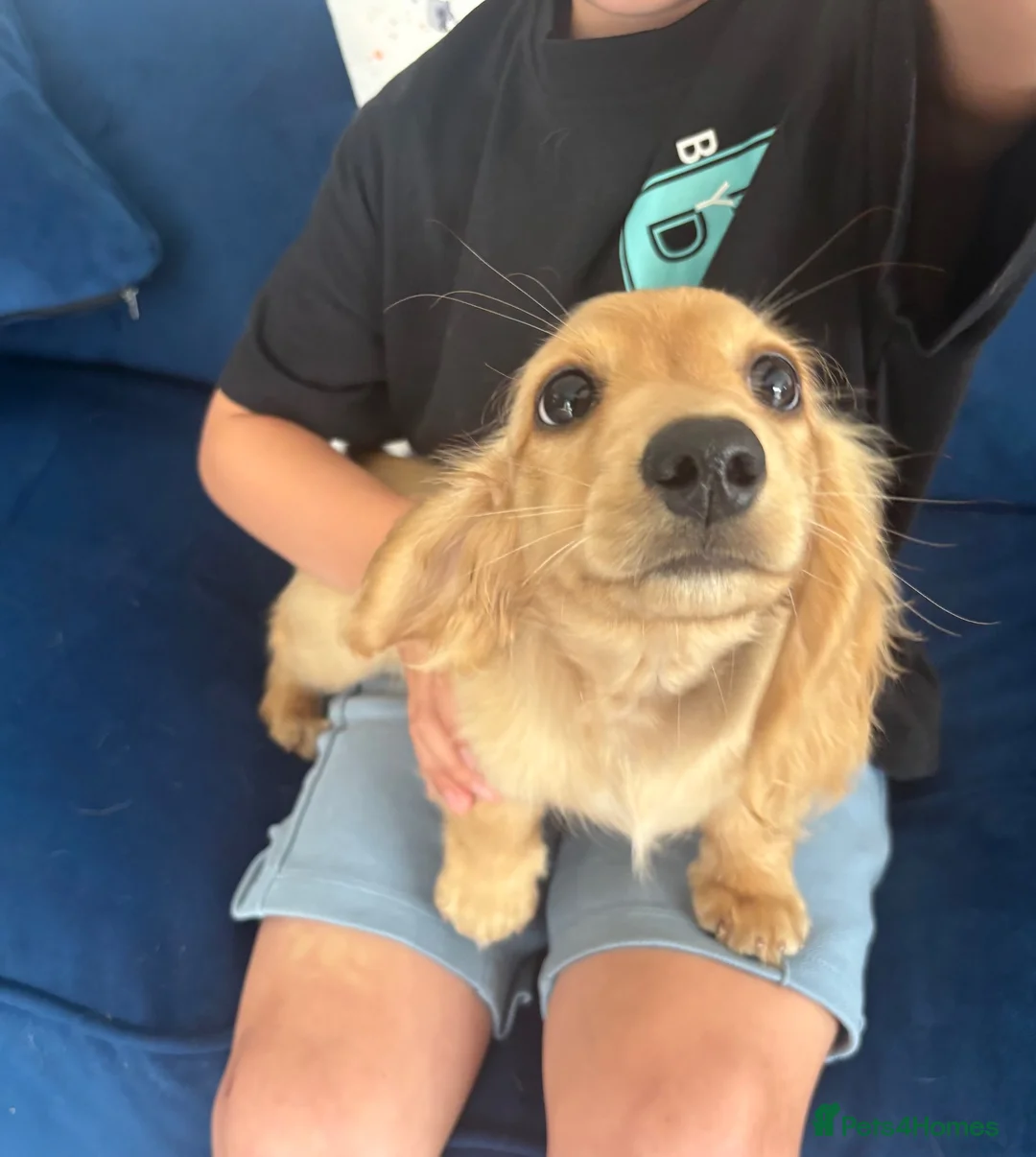 Miniature Dachshund dogs for sale: Pure Cream female mini dachshund  - Advert 12
