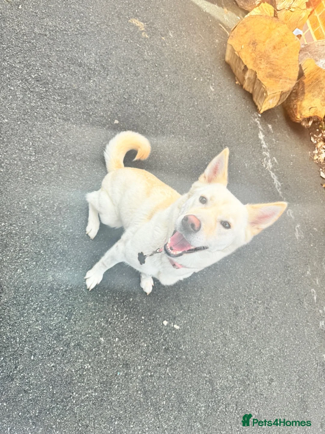 Shepsky dogs for sale: Daisy - Advert 1