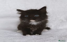 Ragdoll cats for sale: Gorgeous Rare Ragdoll Kittens  - Image 8