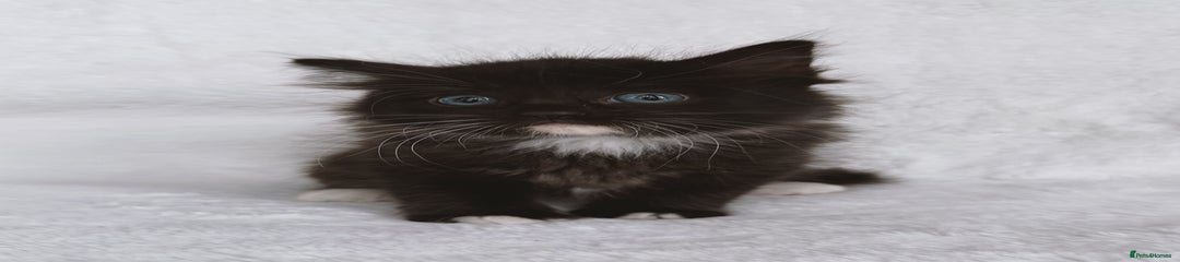 Ragdoll Kitten 5