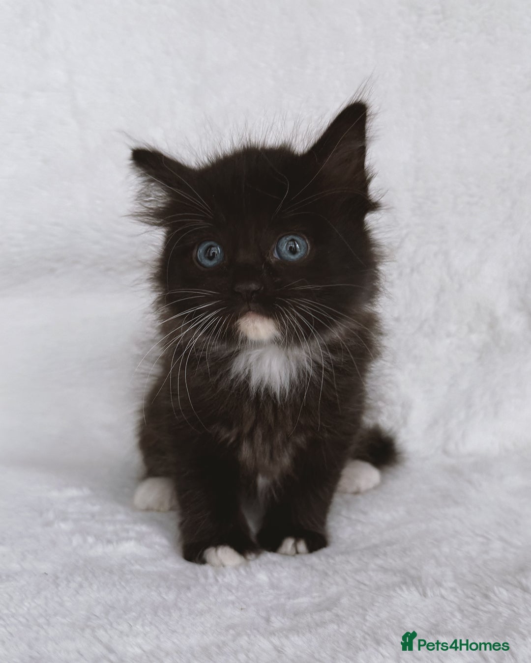 Ragdoll cats for sale: Gorgeous Rare Ragdoll Kittens  - Image 8
