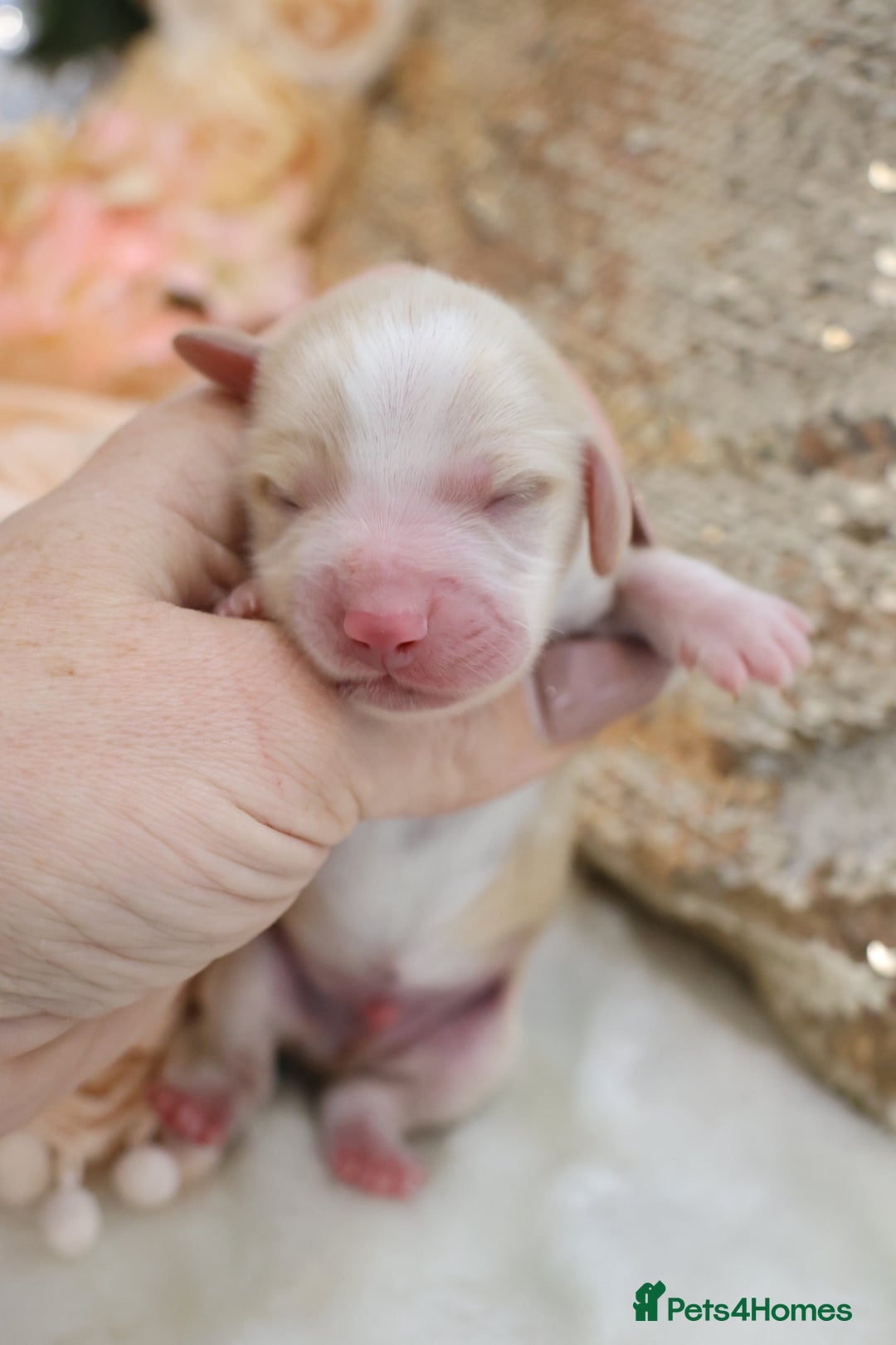 Miniature Dachshund dogs for sale: KC Longhair Miniature Dachshund Puppies - Advert 13