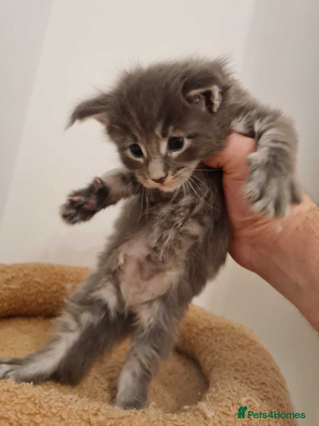 Maine Coon cats for sale: Maine coon kittens  - Advert 8
