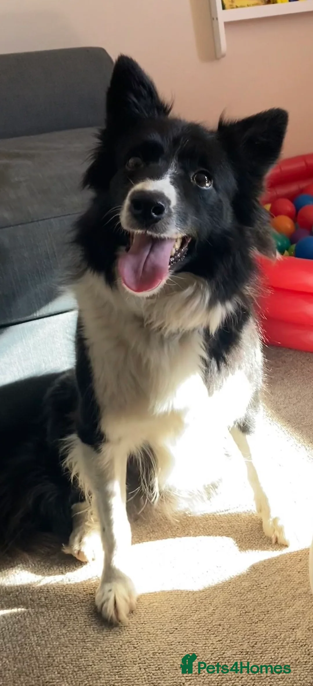 Border Collie dogs for sale: Neutered female collie looking for retirement home - Advert 2