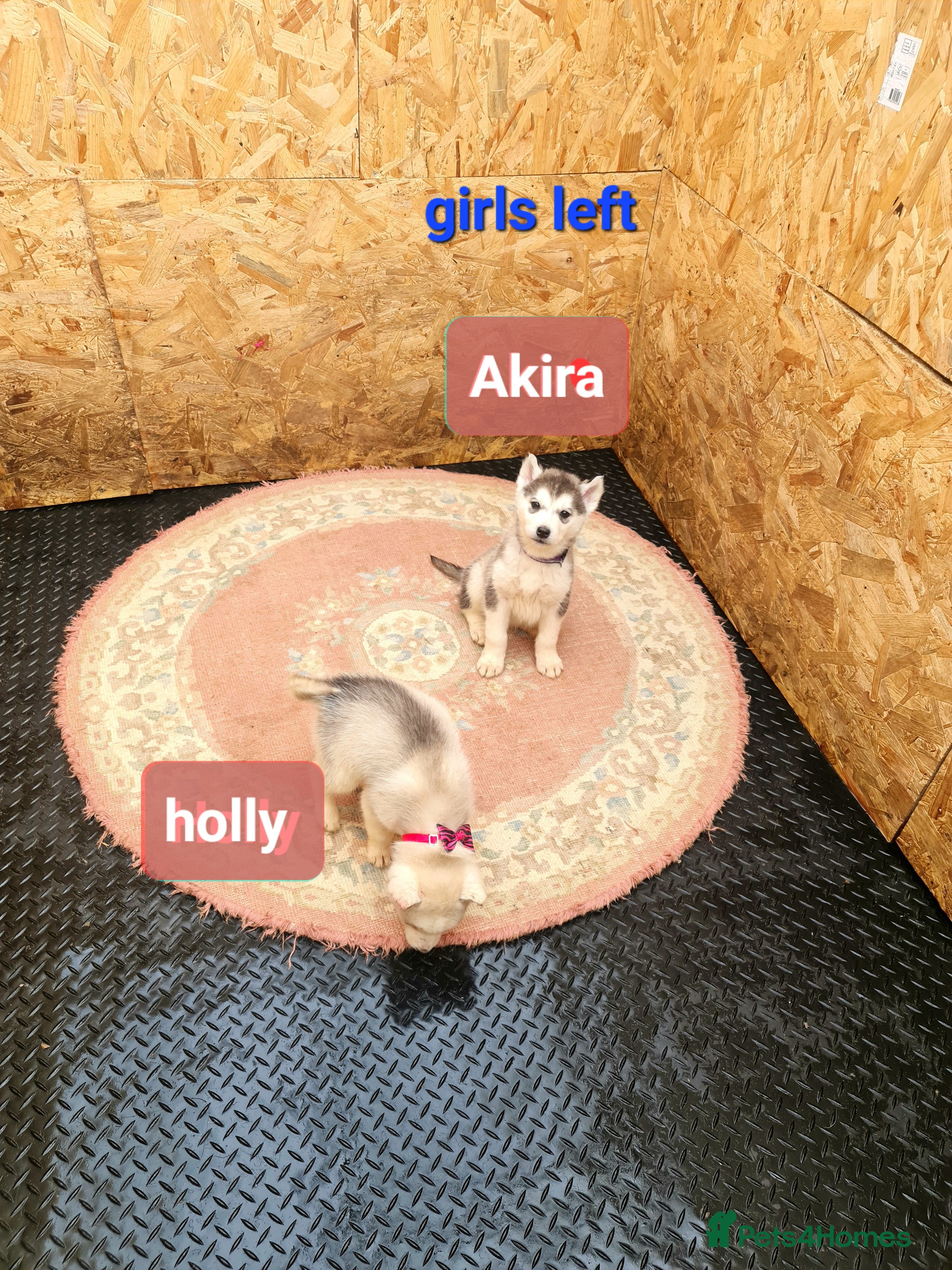 Siberian Husky dogs 1 boy and 2 girls left  - Advert 6