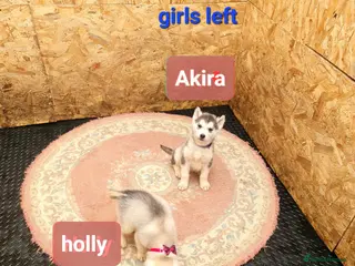 Siberian Husky dogs 1 boy and 2 girls left - Advert 6