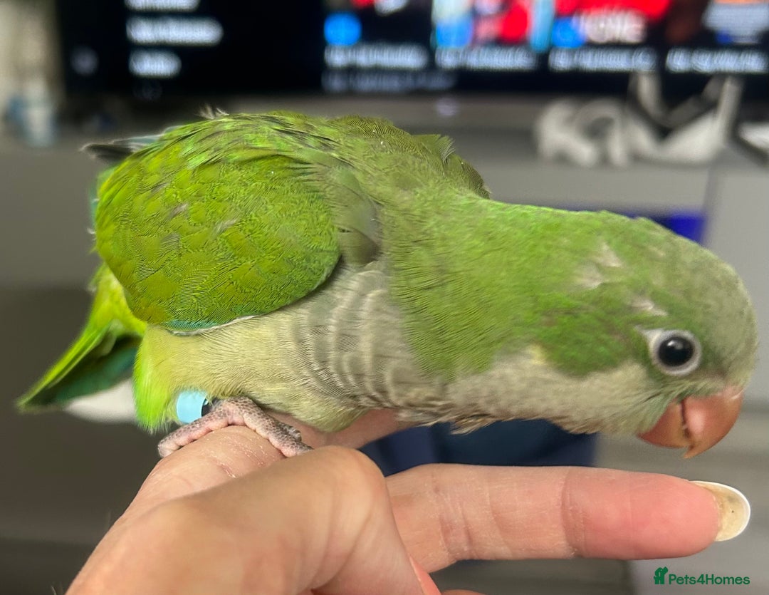 Parakeets birds for sale: 2 male Hand reared green Quaker  - Image 5