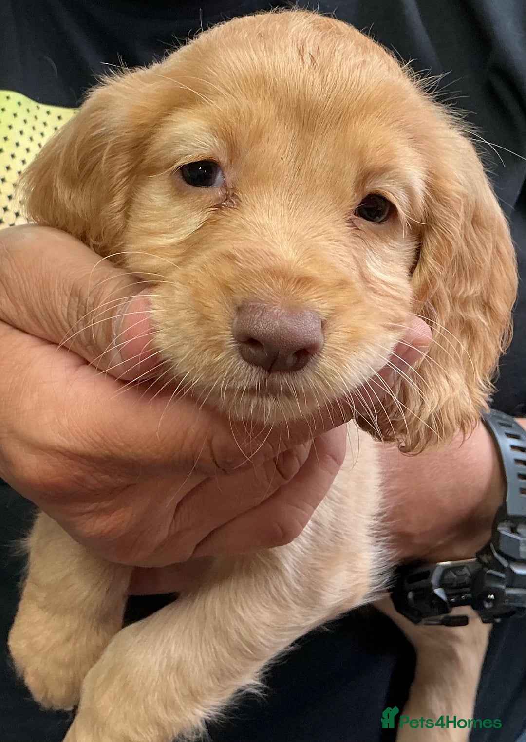 Cocker Spaniel dogs for sale: 5 Beautiful Working Cocker Spaniel Puppies  - Image 4