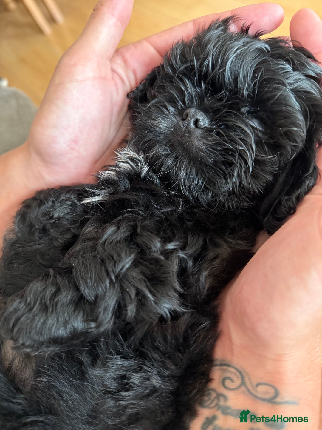 Shih Tzu dogs for sale: Black Shih tzu puppie - Image 9