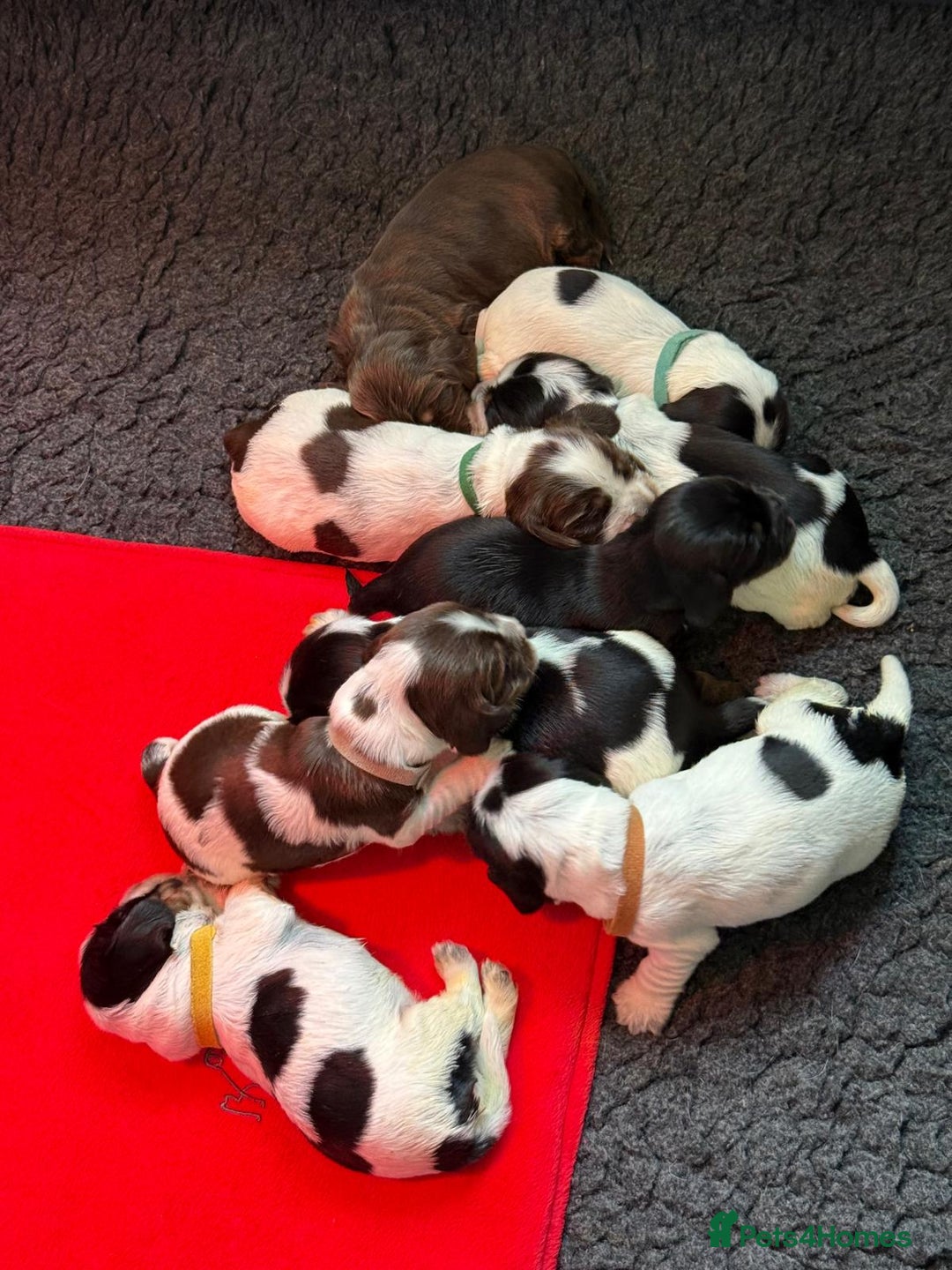 Cocker Spaniel dogs for sale: Kc, show cocker, dna, hips and eye tested parents  - Image 3