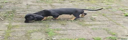 Dachshund dogs for sale: Mega cute half long haired dachshund puppies  - Advert 14