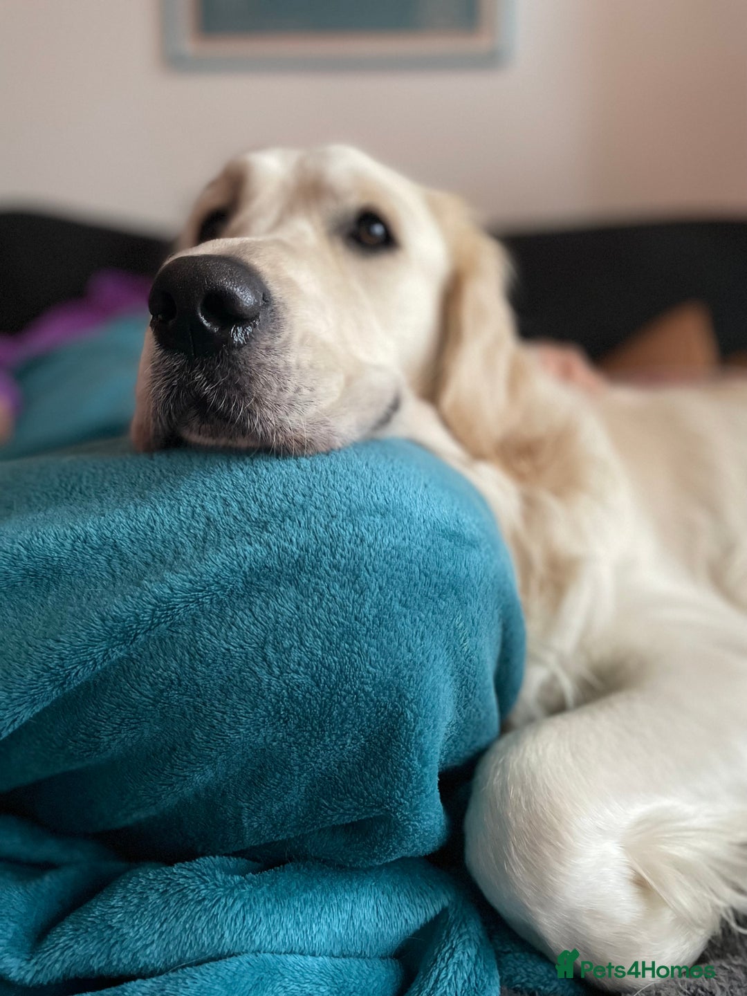 Golden Retriever dogs for stud: KC English Cream Golden Retriever Stud - Image 13