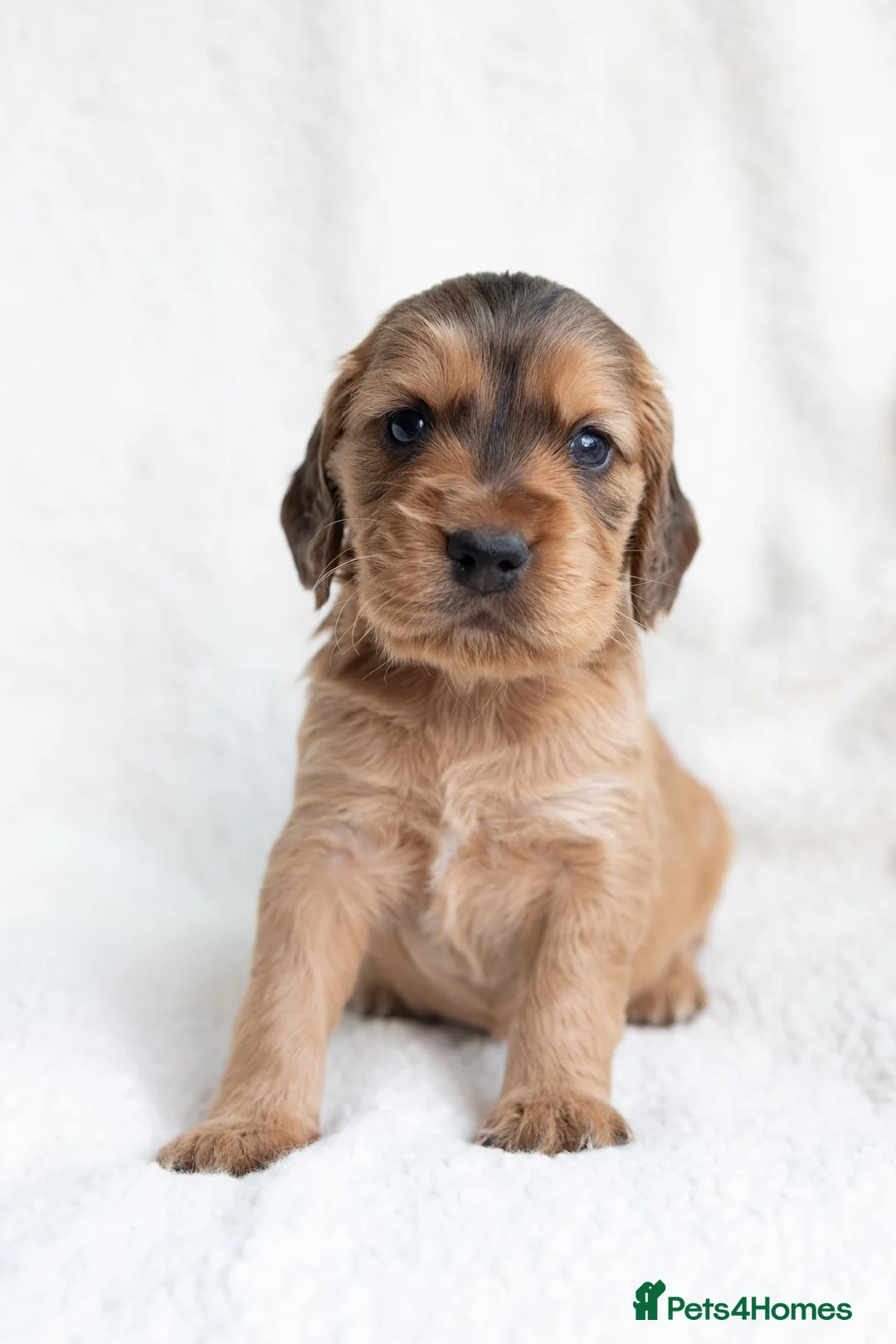 Mixed Breed dogs for sale: Mini Golden retriever ( Dakota sport retriever) - Advert 3