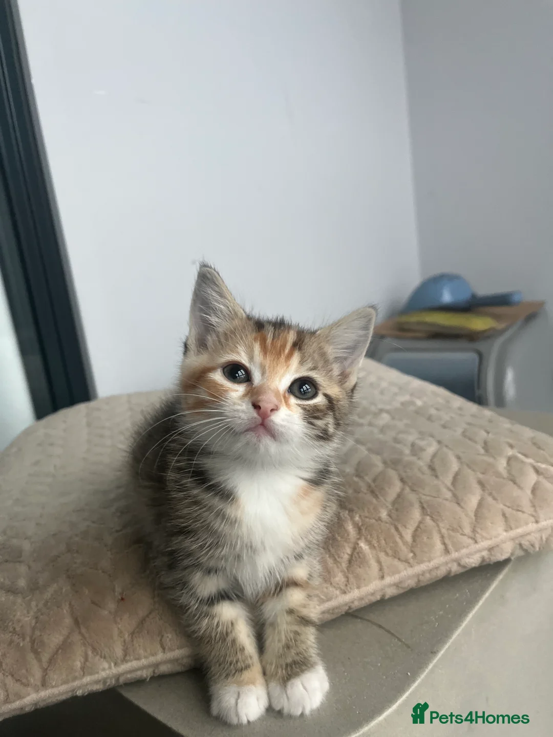 Mixed Breed cats for sale: 6 beautiful home ready kittens  - Advert 2