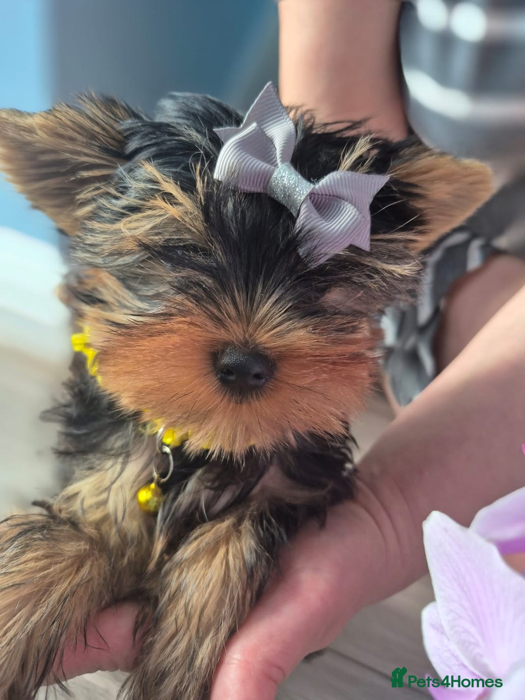 Yorkshire Terrier dogs for sale: Peace of Happiness!!! - Image 16