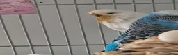 Budgerigars birds for sale: Adult Male & Female Exhibition Budgies - Advert 2