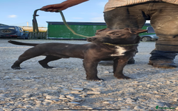 Patterdale Terrier dogs for sale: Patterdale puppies  - Image 14