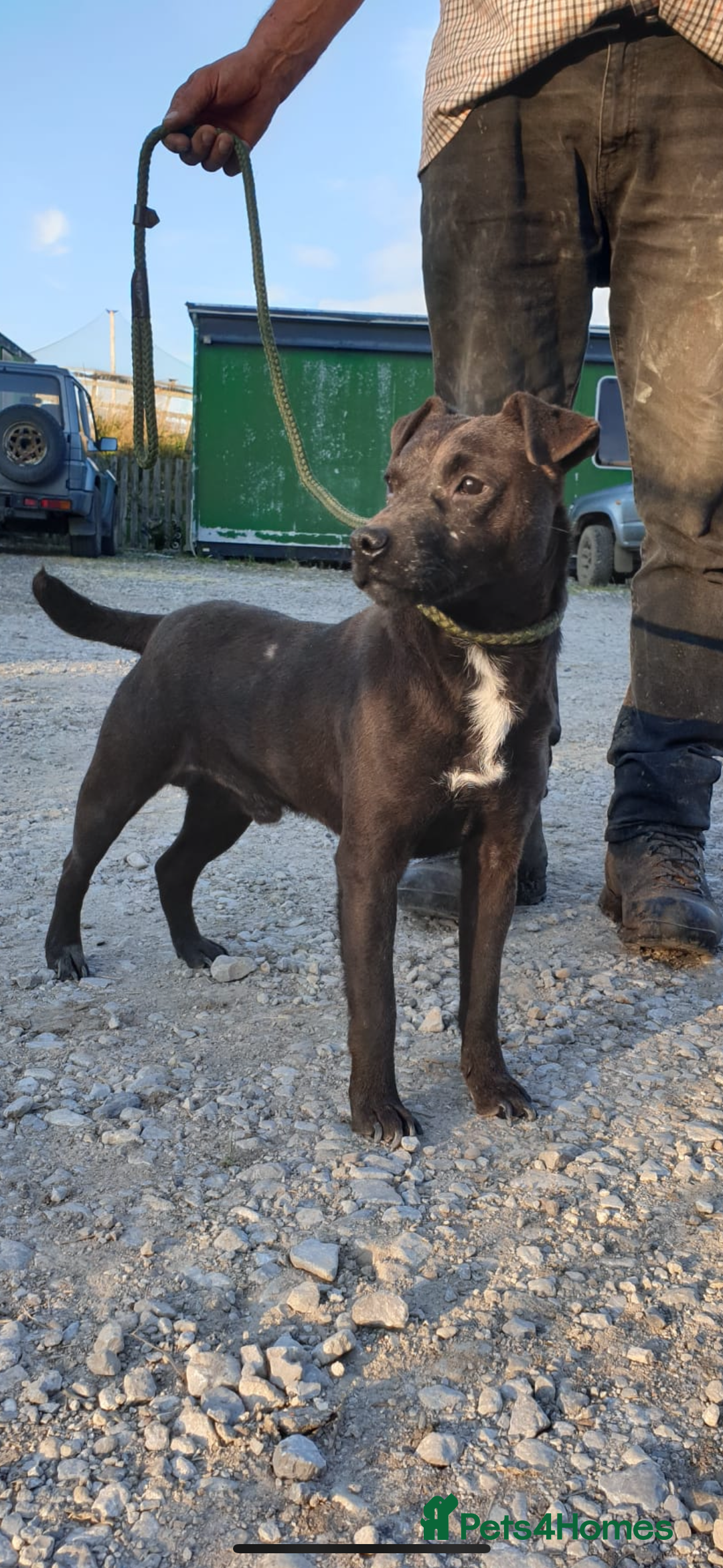 Patterdale Terrier dogs for sale: Patterdale puppies  - Image 14