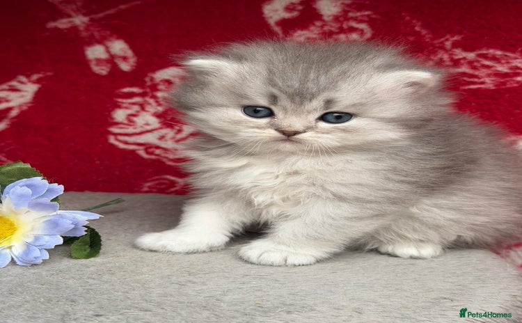 British Longhair cats - Advert 4