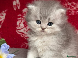 British Longhair cats - Advert 3