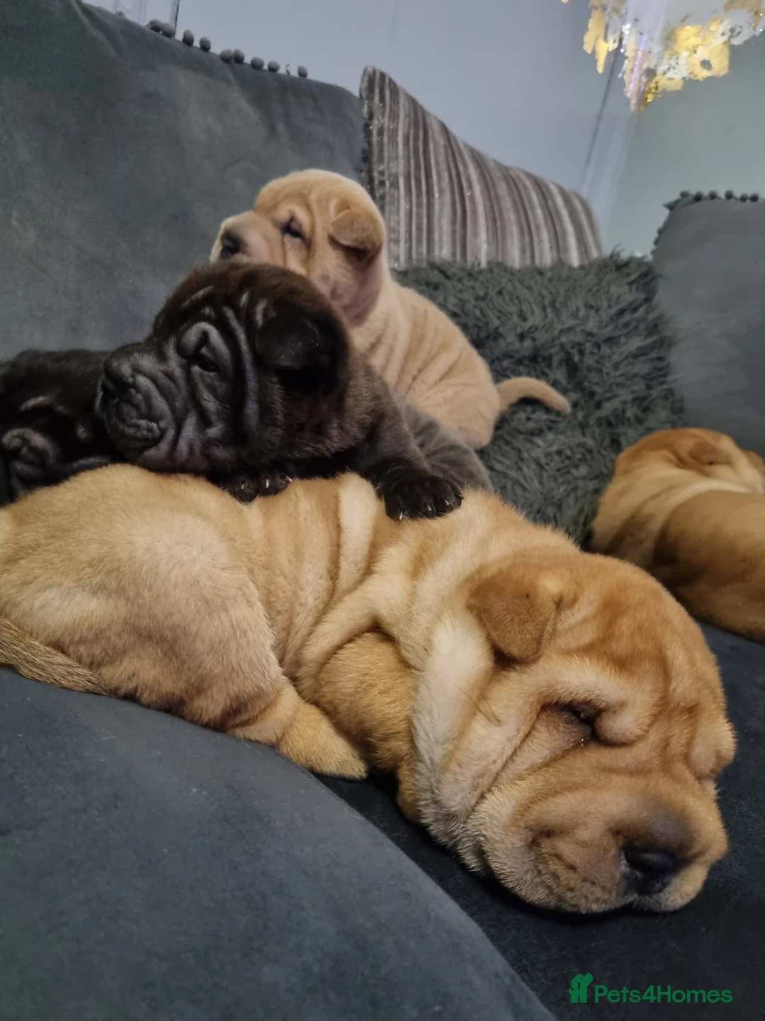 Shar Pei dogs for sale: Puppy for sale  - Advert 10
