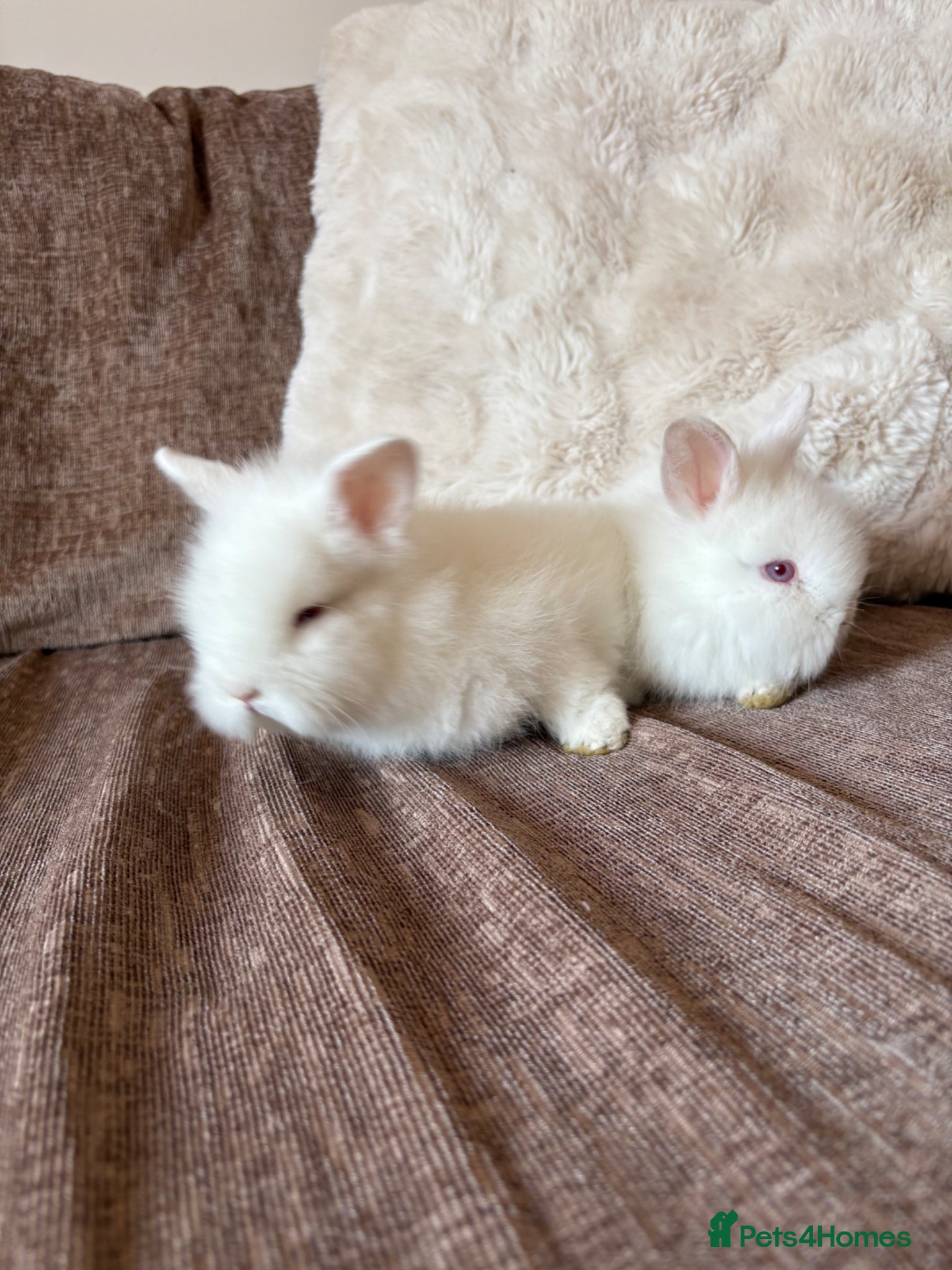 Lionhead rabbits Pure gorgeous bundles of joy!  - Advert 1