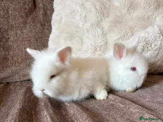 Lionhead rabbits Pure gorgeous bundles of joy! - Advert 12