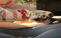 German Shepherd dogs for sale: German Shepard Female Puppy. - Image 2