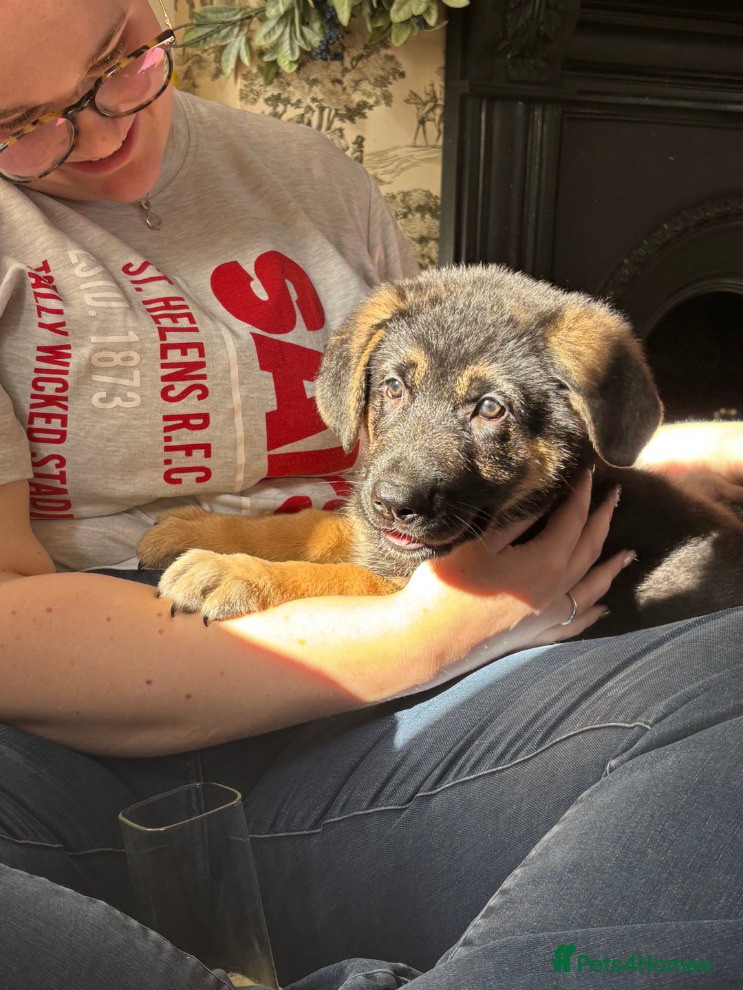 German Shepherd dogs for sale: German Shepard Female Puppy. - Image 2