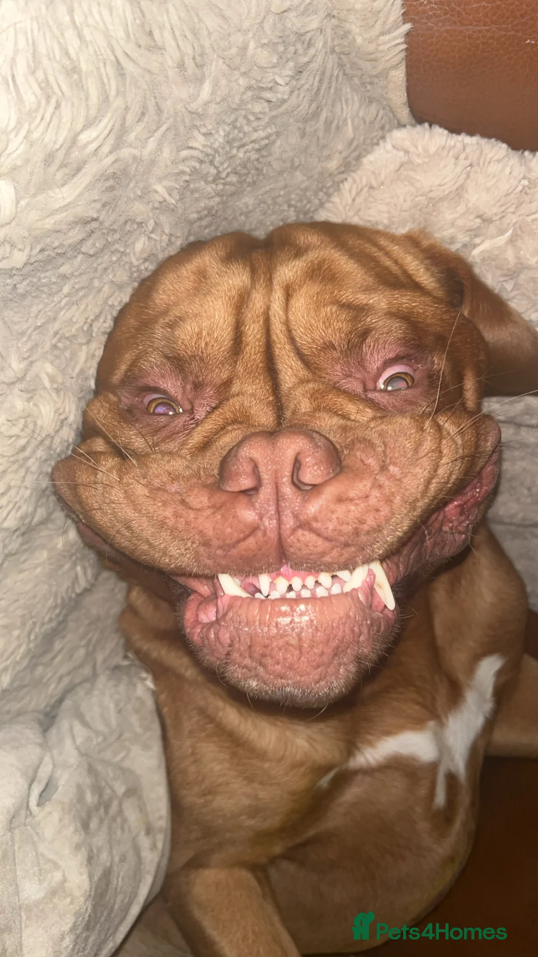 Dogue De Bordeaux dogs for sale: 💔 Experienced Home Needed for Hank 💔 - Advert 12